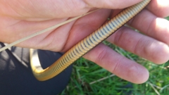 Elapognathus minor