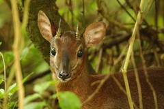 Nesotragus moschatus