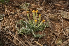 Crepis occidentalis conjuncta