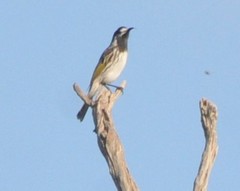 Purnella albifrons