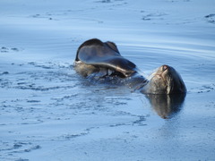 Callorhinus ursinus