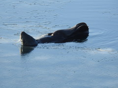 Callorhinus ursinus