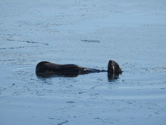 Callorhinus ursinus