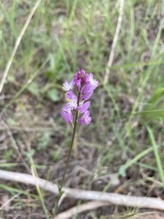 Polygala anatolica