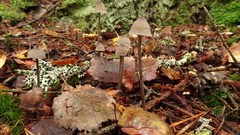 Mycena polygramma