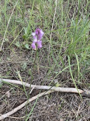 Polygala anatolica