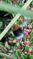 Bombus hypnorum
