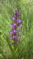 Anacamptis palustris elegans
