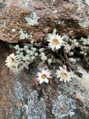 Castroviejoa frigida