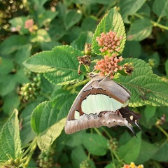 Polyura agraria