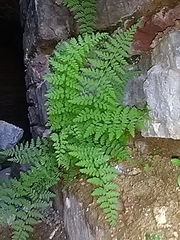 Cystopteris fragilis