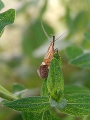 Alabonia staintoniella