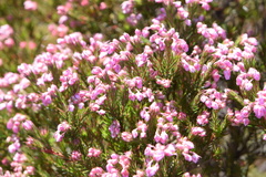 Erica mucronata