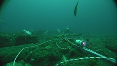 Asymbolus rubiginosus