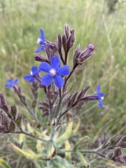 Anchusa azurea
