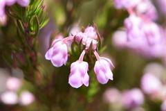 Erica mucronata