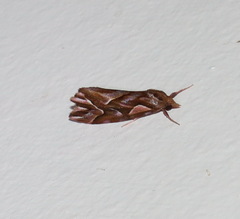 Clytoscopa iorrhoda