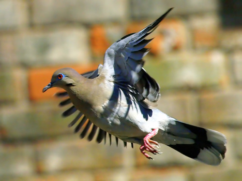 White-winged Dove