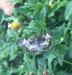 Chiomara georgina