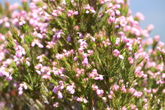Erica mucronata