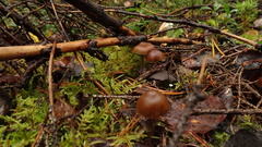 Cortinarius obtusus