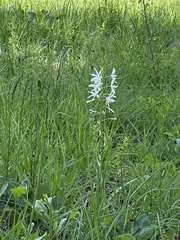 Anthericum liliago