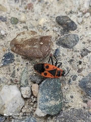 Pyrrhocoris apterus