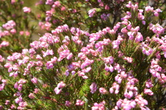 Erica mucronata