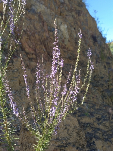 Daisy-leaved Toadflax