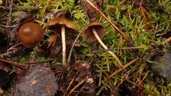 Cortinarius obtusus