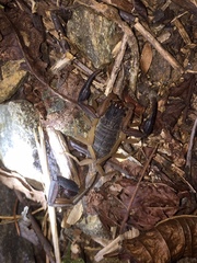 Centruroides gracilis