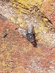 Diptera