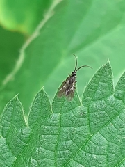 Pterygota