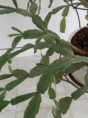 Rhipsalidopsis gaertneri