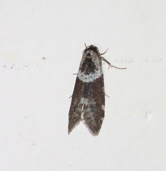 Lepidoscia heliochares