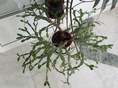 Rhipsalidopsis gaertneri