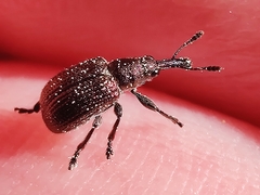Involvulus cupreus