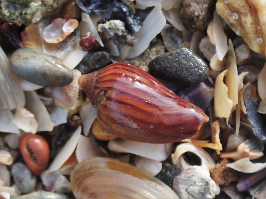 Zebra Volute from Woody Head NSW 2466, Australia on June 3, 2021 at 08: ...