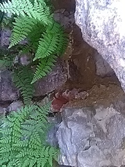 Cystopteris fragilis