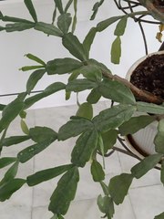 Rhipsalidopsis gaertneri