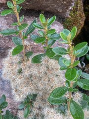 Olearia persoonioides