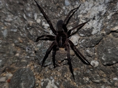 Anachemmis
