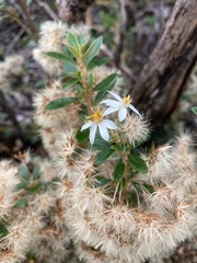 Olearia persoonioides