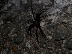 Anachemmis