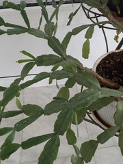 Rhipsalidopsis gaertneri