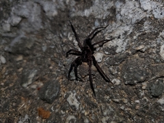 Anachemmis