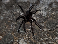 Anachemmis