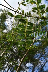 Albizia suluensis