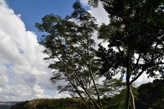 Albizia suluensis