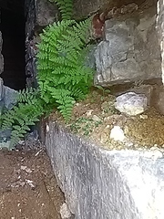 Cystopteris fragilis